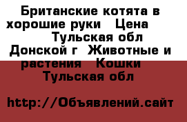 Британские котята в хорошие руки › Цена ­ 2 000 - Тульская обл., Донской г. Животные и растения » Кошки   . Тульская обл.